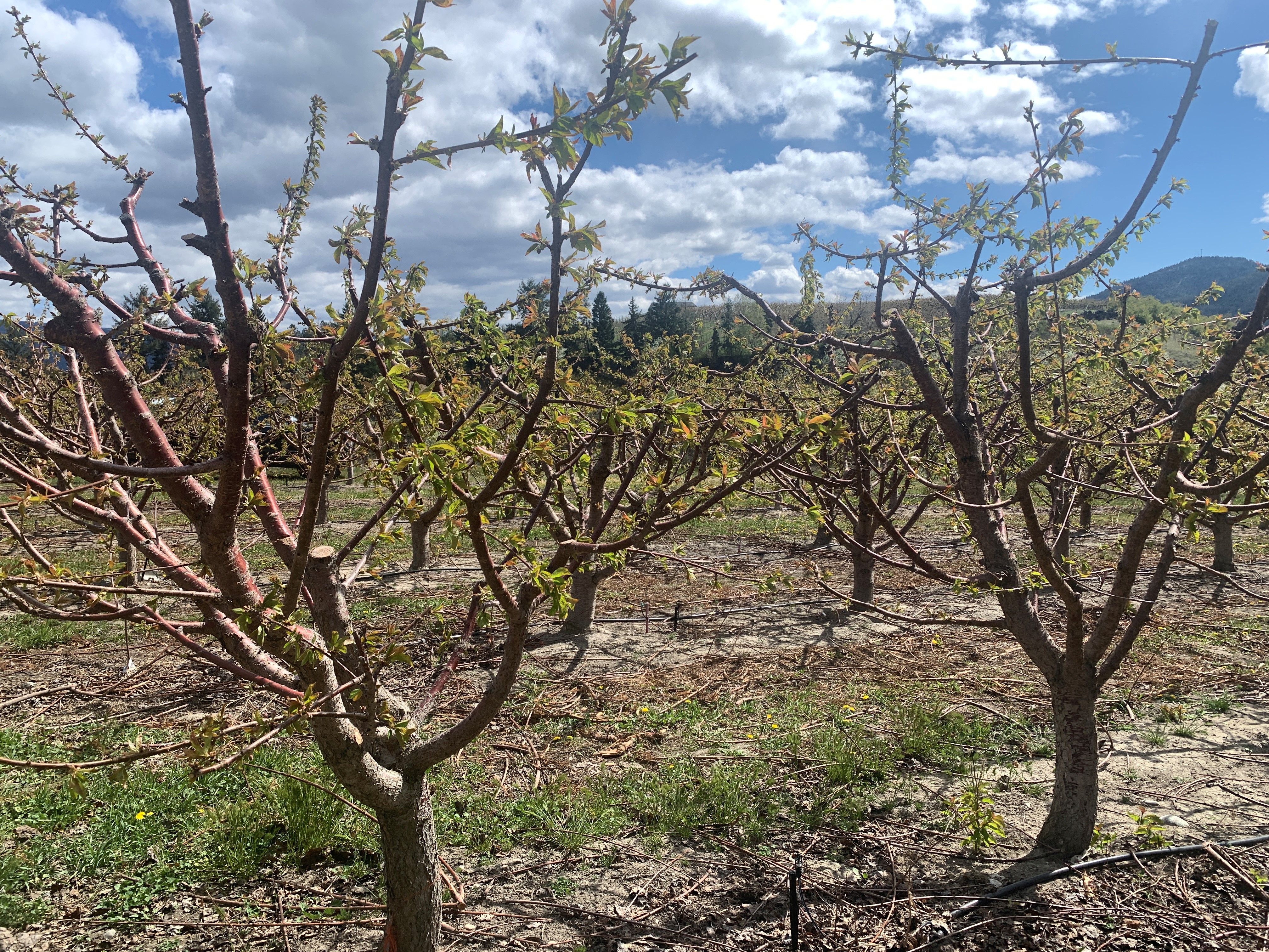 Extent of damage to Okanagan cherry buds revealed as blossom season arrives