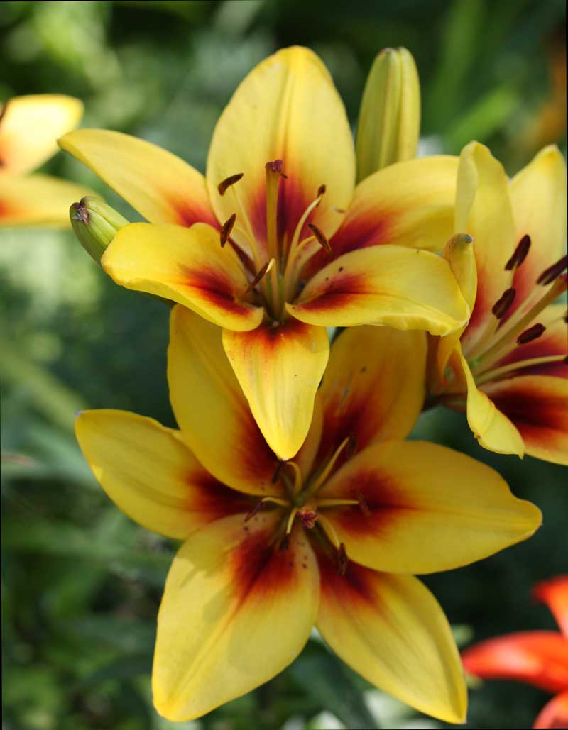 Gardening with Thomas Hobbs - image