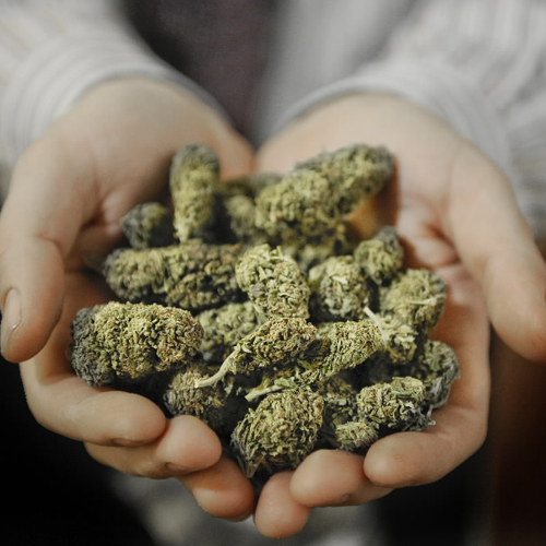 Ont. acknowledges dilemma over medicinal marijuana use. - image