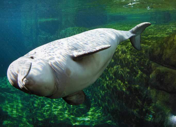 Name the Baby Beluga - image