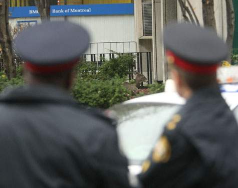 Deer safely captured in downtown Toronto - image
