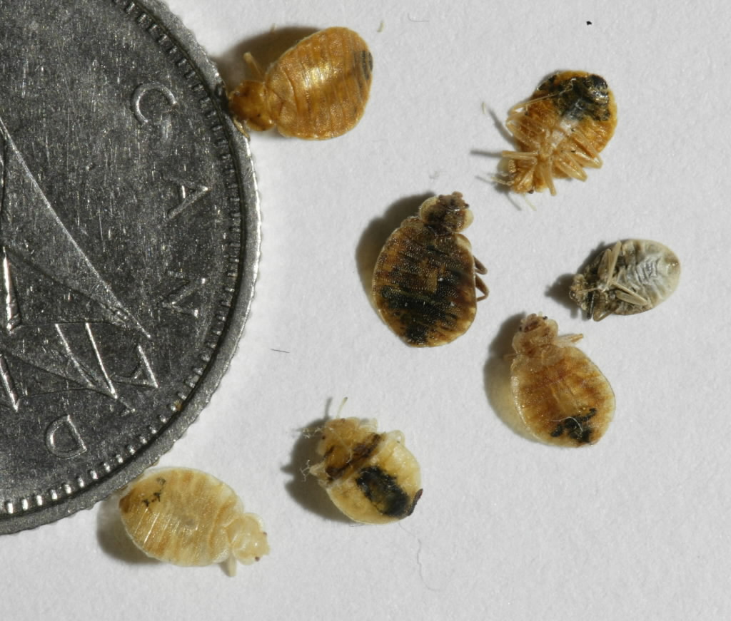 Toronto bed bugs so bad they’ll soon spread on transit, in theatres, experts warn - image