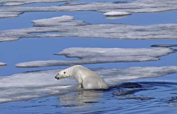 Arctic sea ice vanishing fast: researcher - image