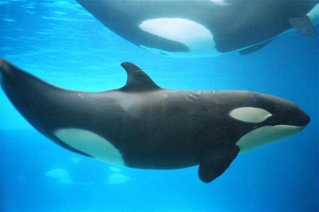 Trainer dead after SeaWorld killer whale attack: reports - image