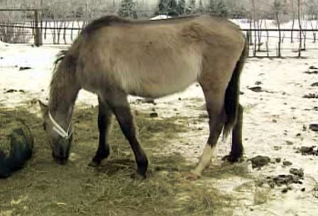 SPCA seizes starving horses - image