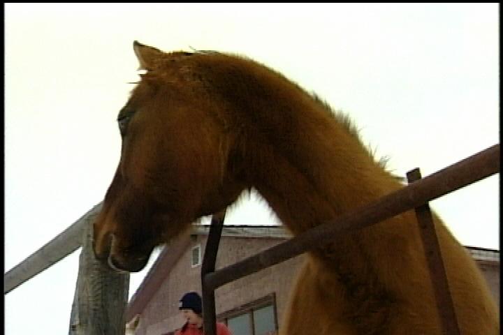 Sask. SPCA worried about number of horse-related complaints - image