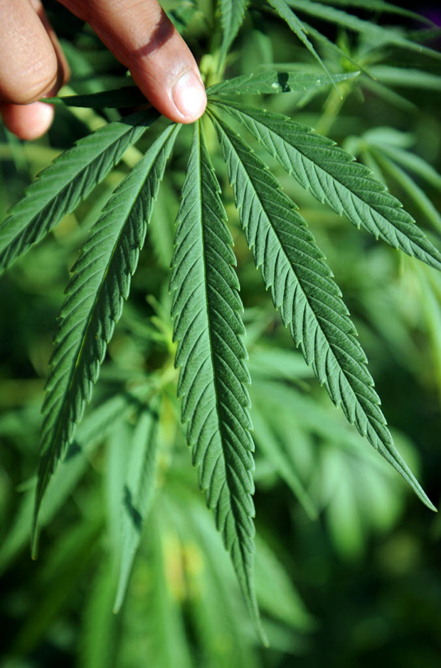 RCMP bust massive grow op in Anglemont - image