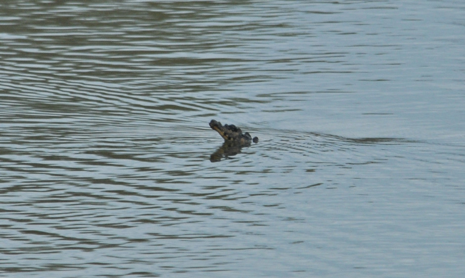 Crews gather to capture large reptile on loose in lake near Hamilton