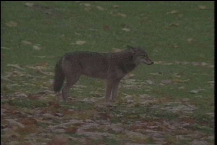 Coyote attacks 5-year-old Okanagan girl - image