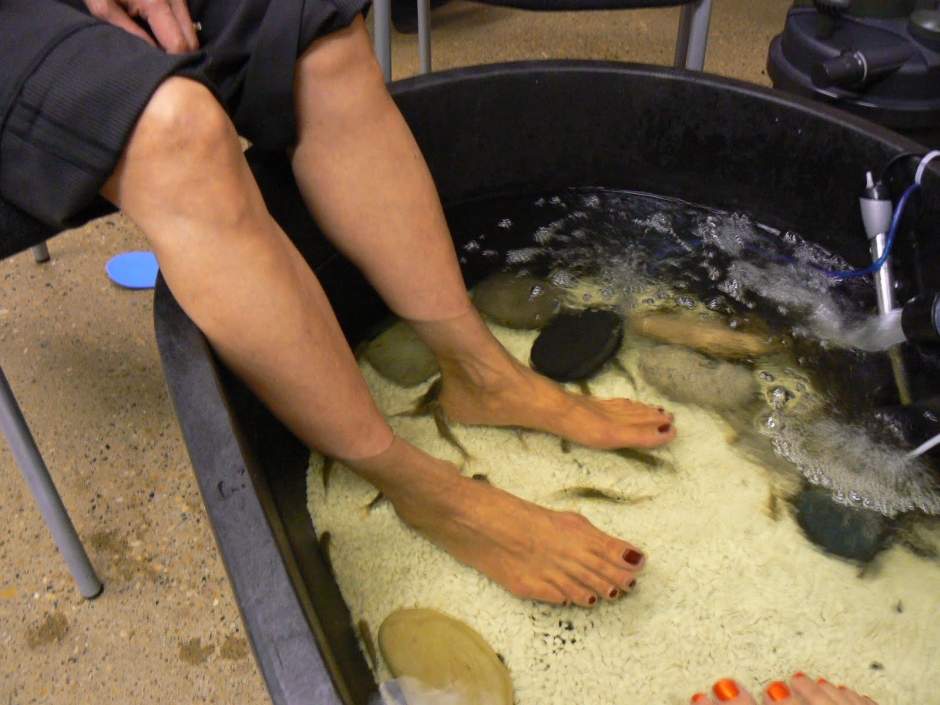 Your Thoughts: Fishy pedicure could be coming to Edmonton - image