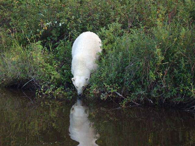 Polar bear spotted far from home - image