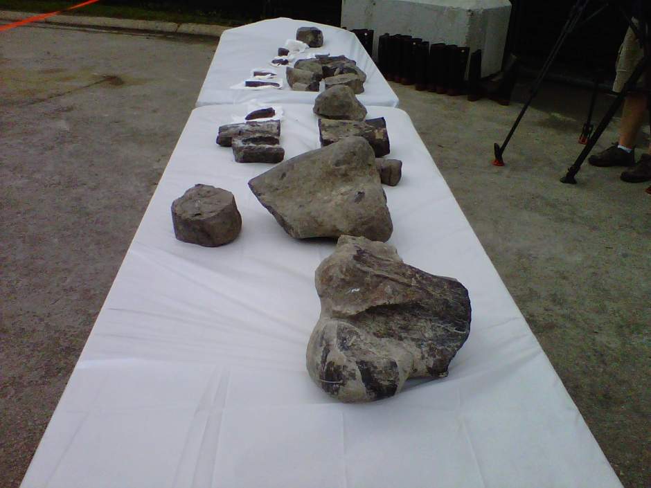 Dinosaur bones discovered in Edmonton - image