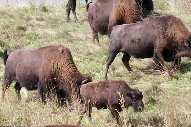 Anthrax hits Saskatchewan bison herd - image