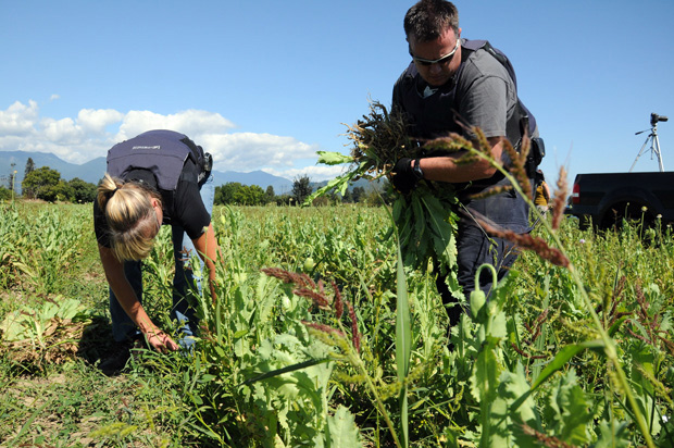 B.C. Mounties find three-hectare opium field - image