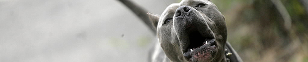 Poll: Do you think pit bulls should be banned in Montreal? - image