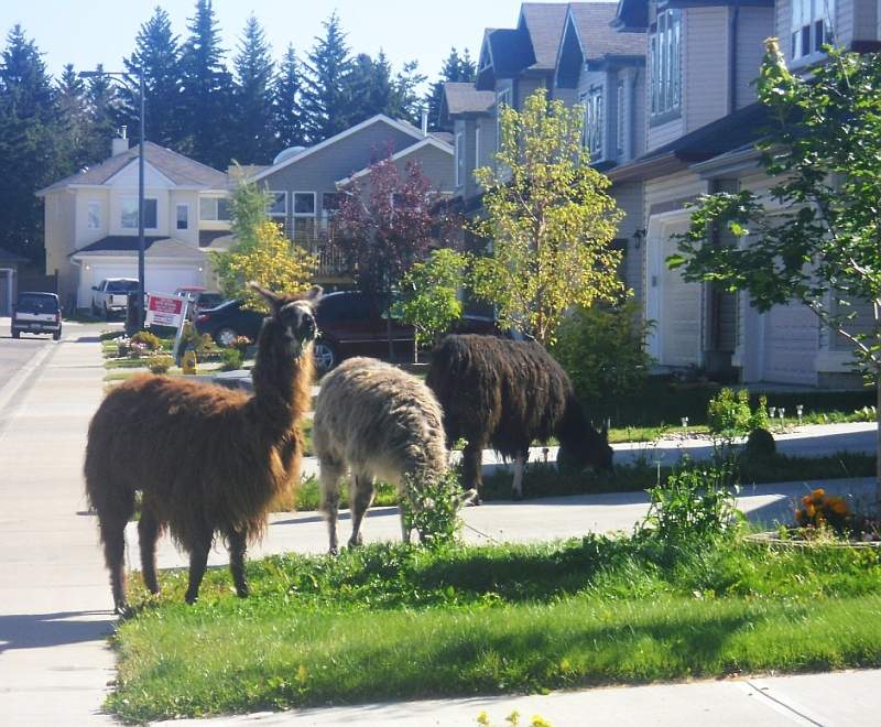 Llamas rounded up in south Edmonton - image