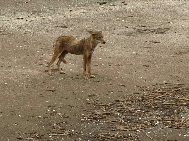 N.S. bounty on coyotes to begin; aggressive animals will be targeted - image