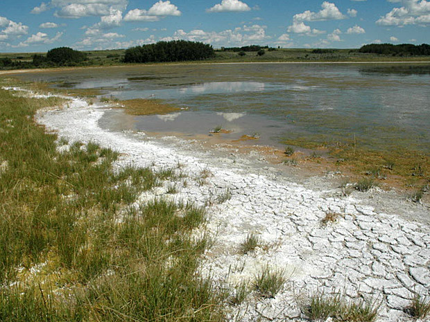 According to Environment Canada, there are hundreds of invasive species in Canada. Unless something is done to curb their spread, the result could be a change in wetlands and wildlife across the country.