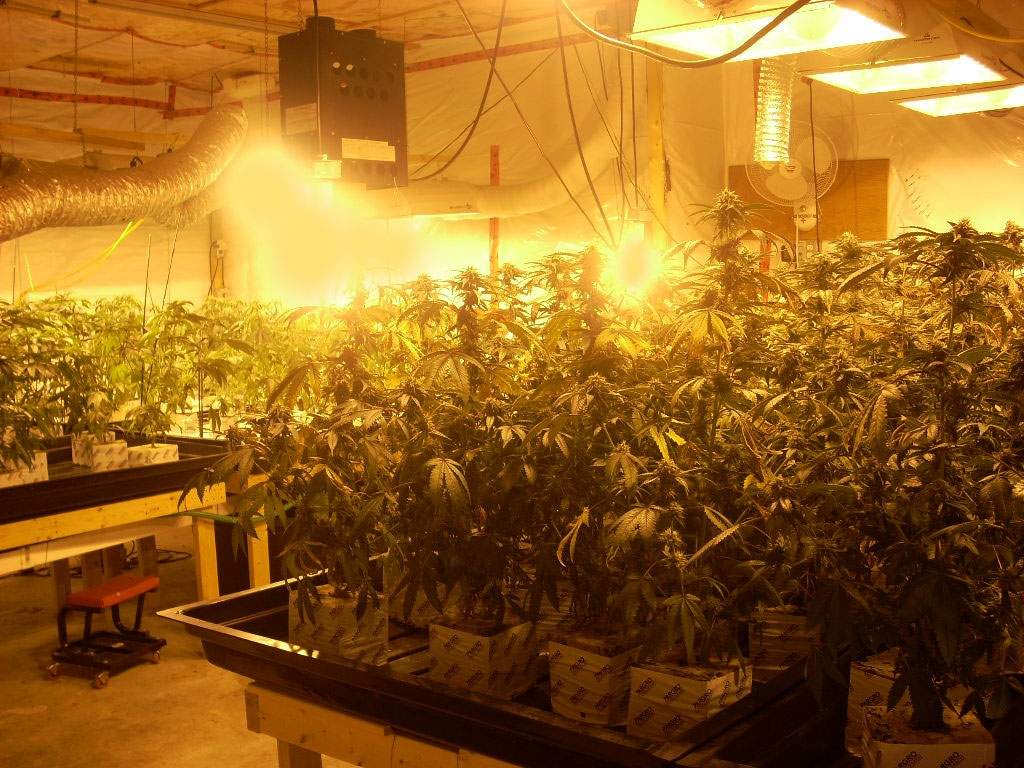 Saskatchewan RCMP shut down significant grow-op near Grand Coulee - image