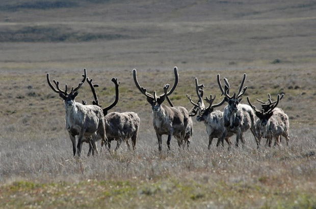 Newfoundland asking for input on managing George River caribou herd - image