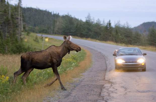 Wildlife fencing helps curb moose-vehicle collisions - image