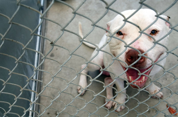 Calgary on alert for dog-fighting rings - image