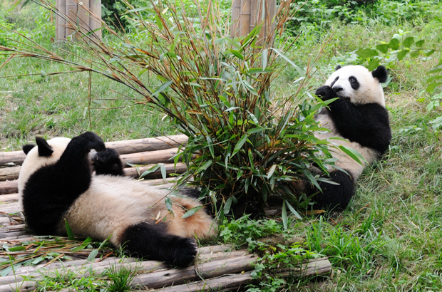 Calgary Zoo to host China’s giant pandas - image