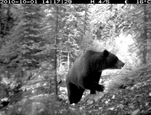 Parks Canada monitors wildlife through sturdy cameras - image
