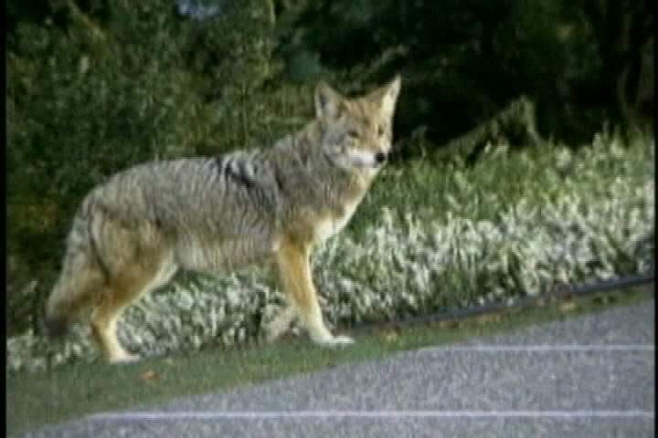 Coyote cull averted in Vernon - image