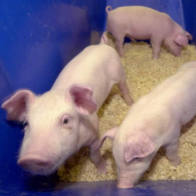 Pigging out on genetically modified pork - image