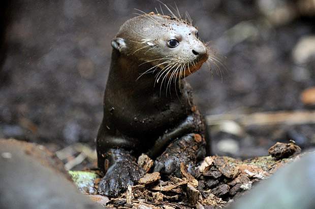 Island study looks at possible reintroduction of otters - image