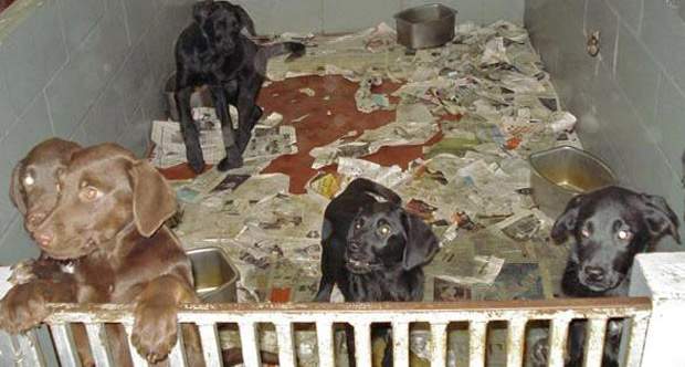 Reward offered after puppies shot with nail gun - image