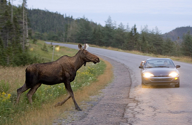 Province negligent in managing moose population: victims - image