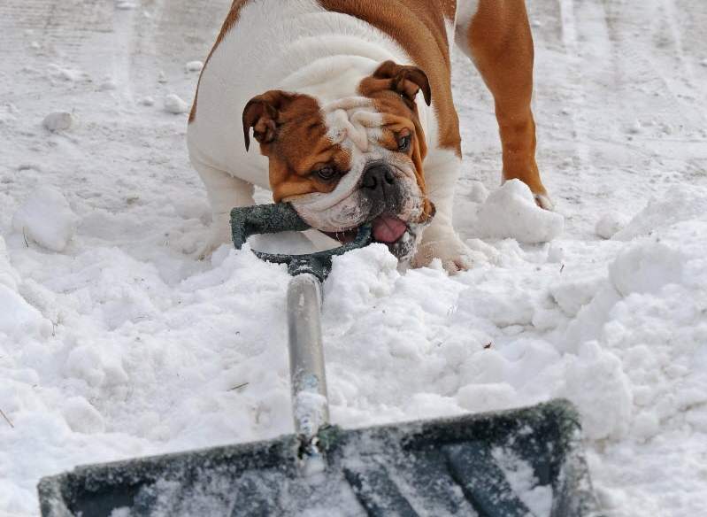 Snowfall warning issued for Edmonton area - image