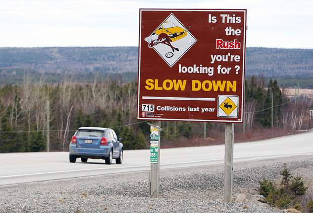 Moose-vehicle crash victims sue government - image
