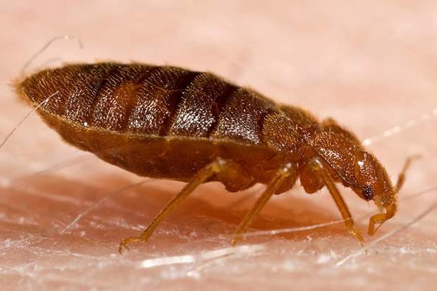 Winnipeg landlord cooks bedbugs to death - image