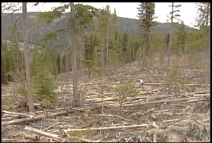 Changes needed to how B.C. forests are managed: silvicultural contractors - image