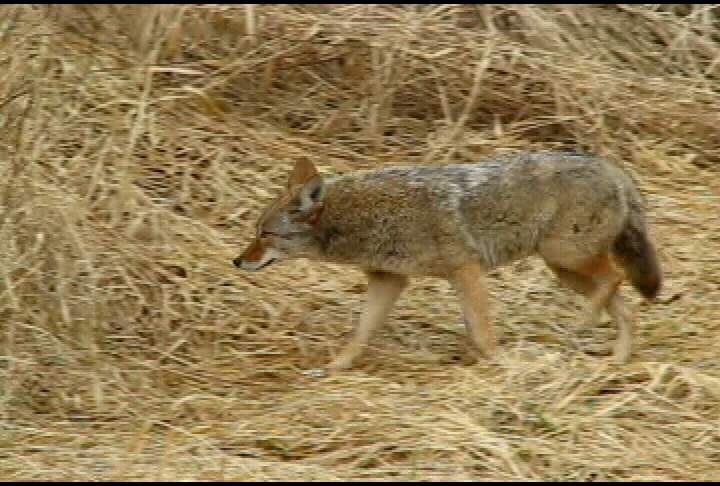Coyote problem worsens in Kelowna - image