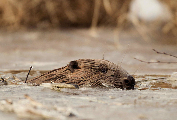 Saskatchewan puts up $500K for beaver control - image