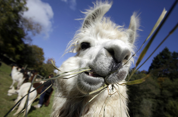 Unique llama antibody may help treat C difficile - image