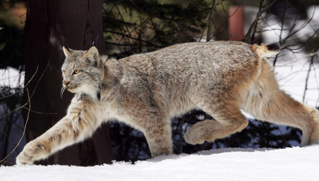 Lynx sightings in rural Cape Breton - image