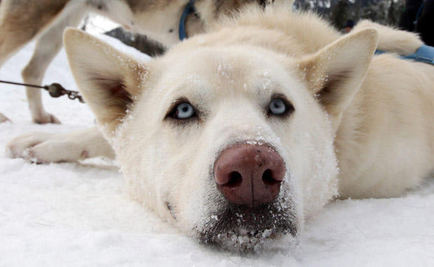 SPCA takes five dogs from Cape Breton ranch - image