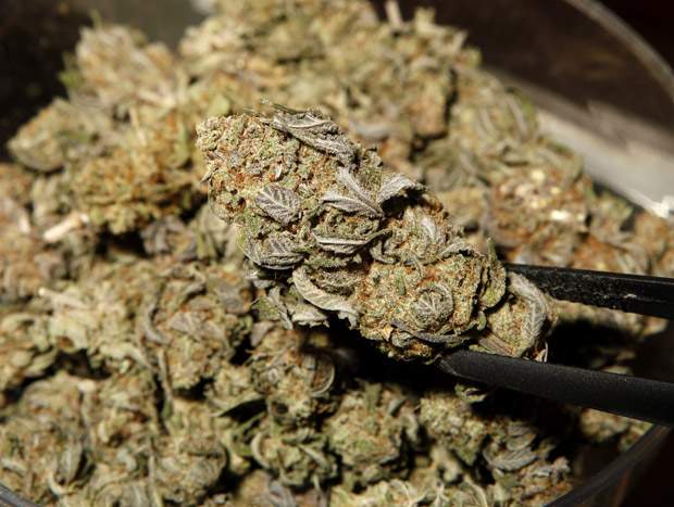 Ontario judge rules against medical marijuana rules - image