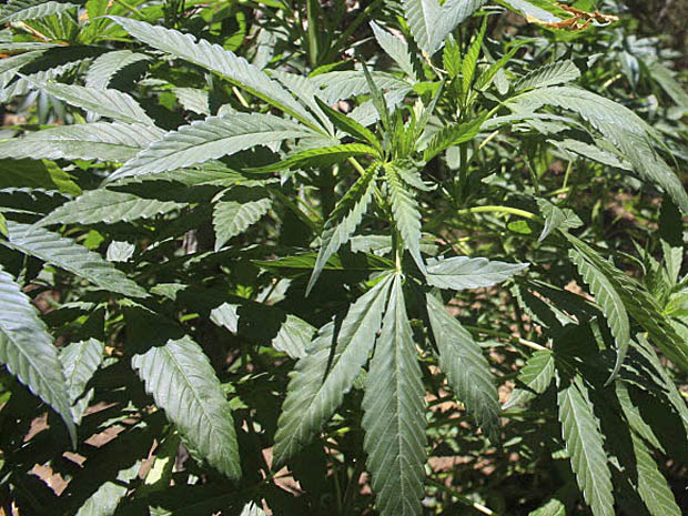 Overview of medical marijuana use - image