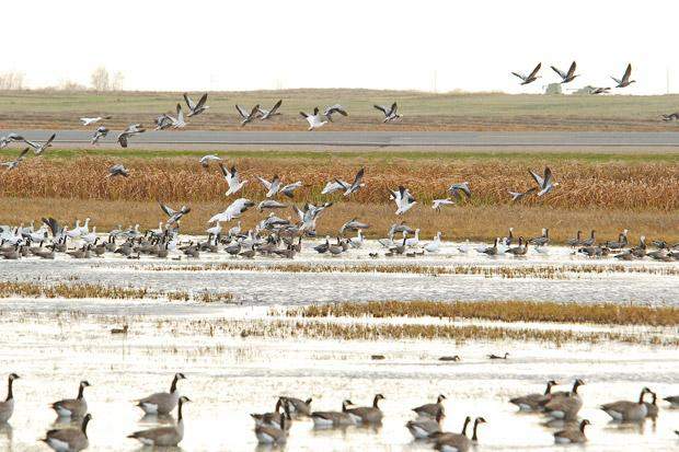 Egg removal planned for “nuisance geese” - image
