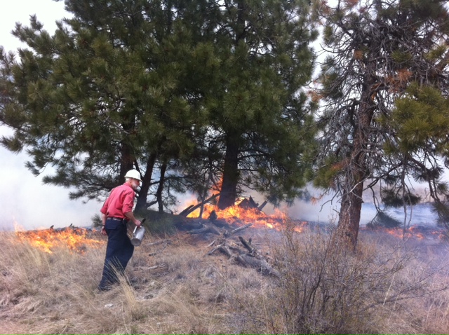 Controlled burns begin in Okanagan forests - image