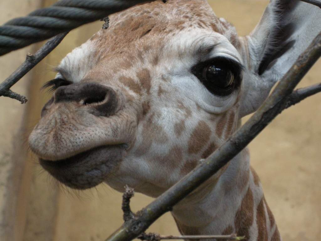Calgary Zoo names baby giraffe ‘Jengo’ - image