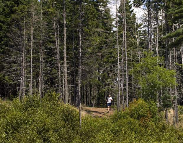 Nova Scotia plans to expand protected wilderness areas - image
