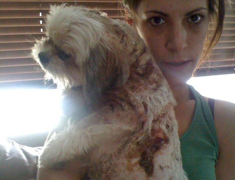 Dog death raises concerns - image