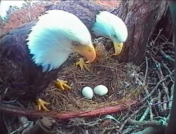 British Columba, Hornby Island Eagle Camera: Eagles return to nest and eggs – video - image